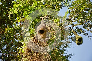 Ploceus birdÃ¢â¬â¢s nest hanging on tree photo